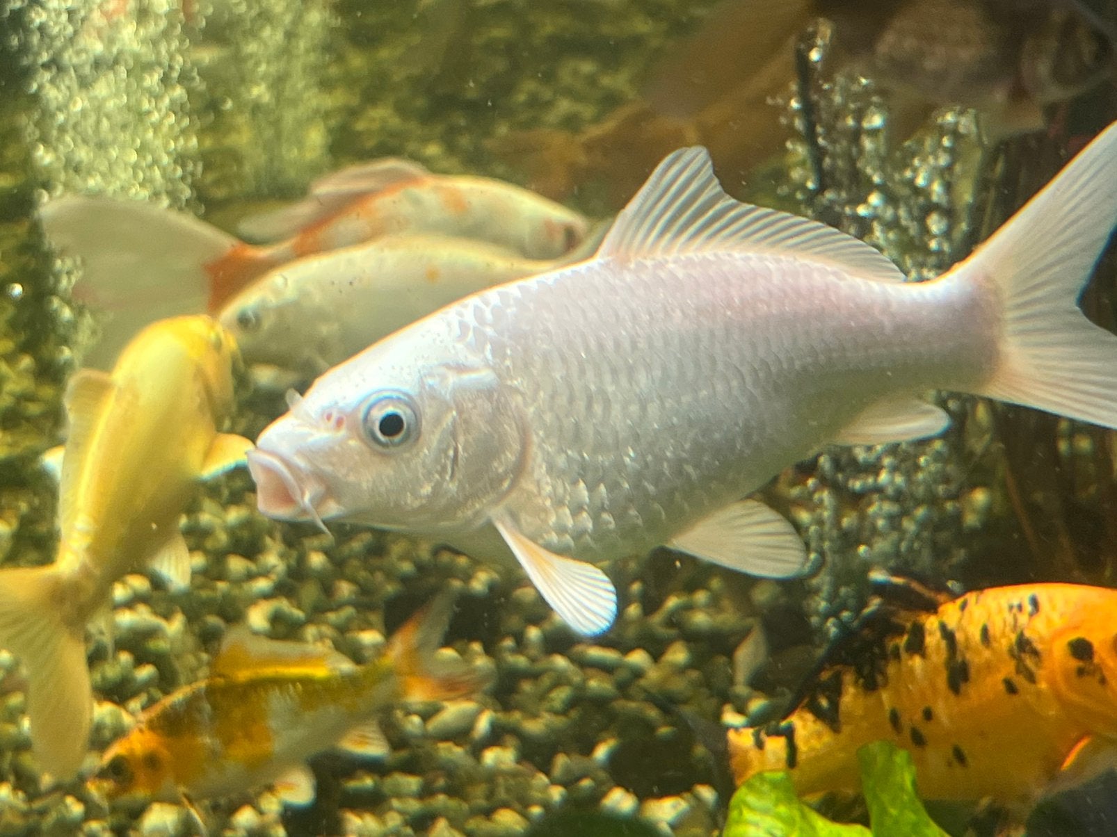 Platinum ogon koi, Dieren en Toebehoren, Karper of Koi