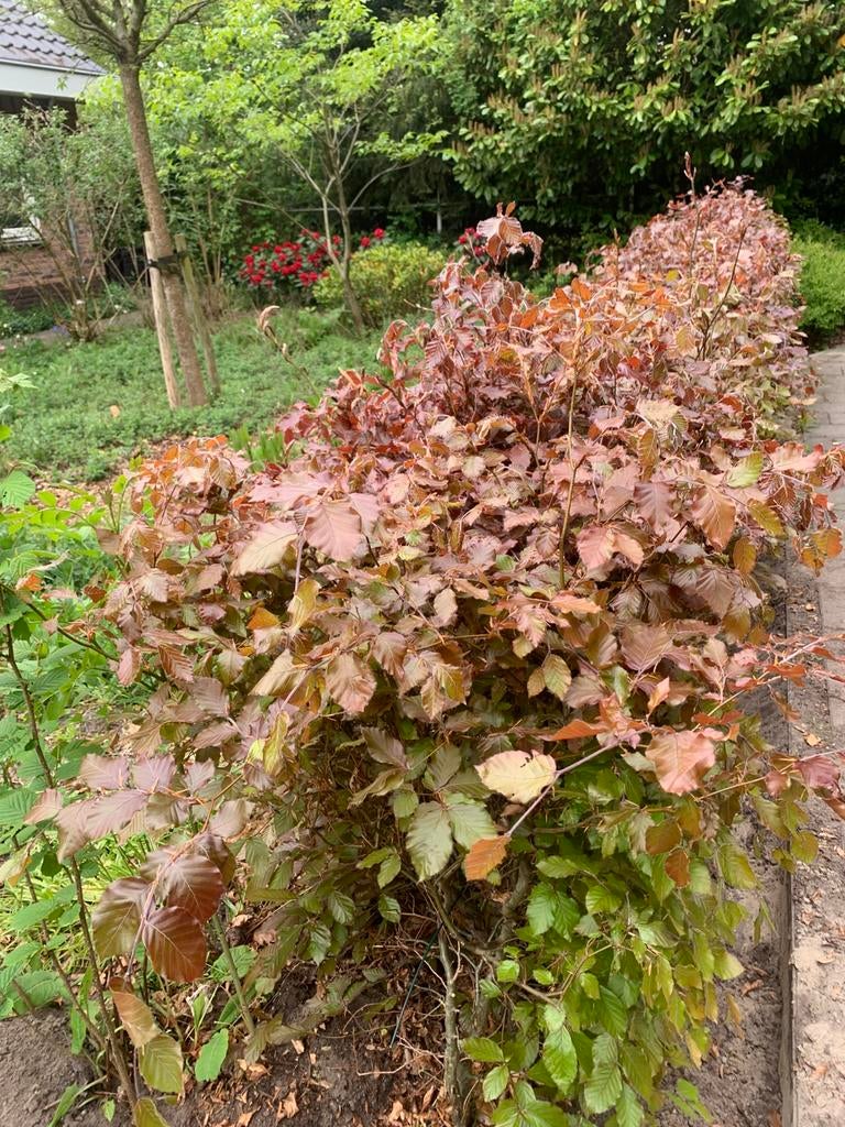 Fagus sylvatica rode beukenhaag 100 cm hoogte -per 5 st, Tuin en Terras, Planten | Struiken en Hagen, Ophalen, Beukenhaag, Haag