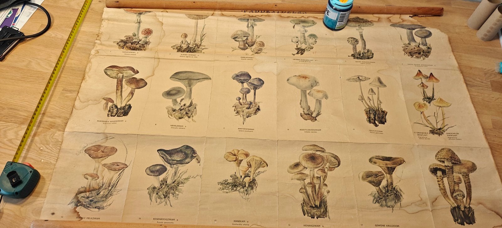 Vintage Paddenstoelen schoolplaat -beschadigd, Antiek en Kunst, Ophalen of Verzenden, Natuur en Biologie