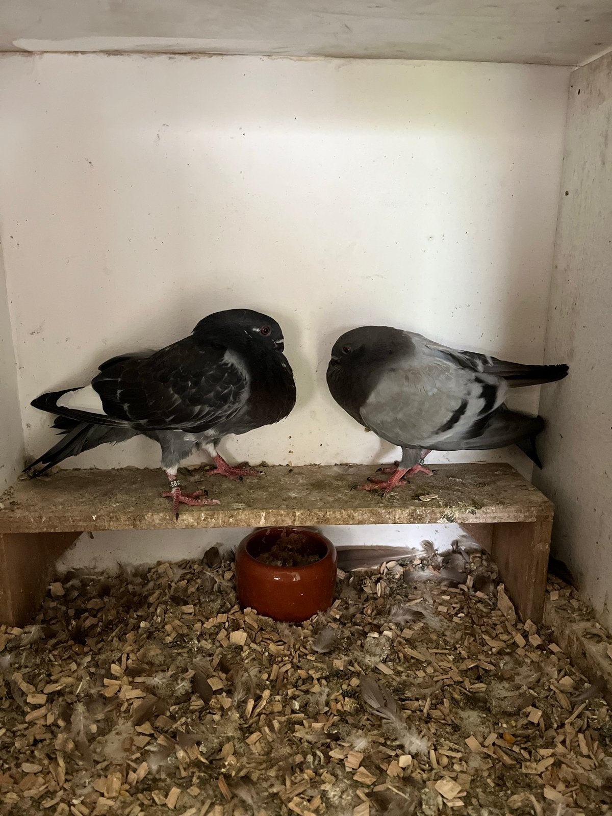 Canario kropper jong stel., Dieren en Toebehoren, Meerdere dieren, Kropper
