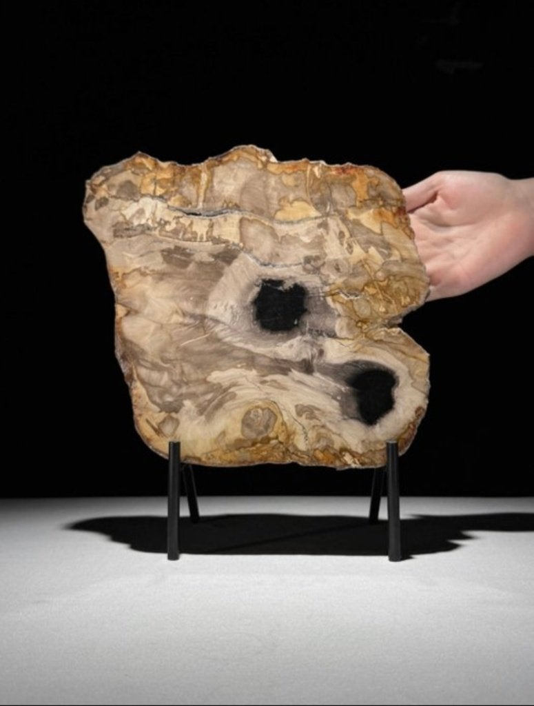 Gefossiliseerd hout van Sooka, custom made standaard (nieuw), Verzenden, Nieuw, Modern, Bruin