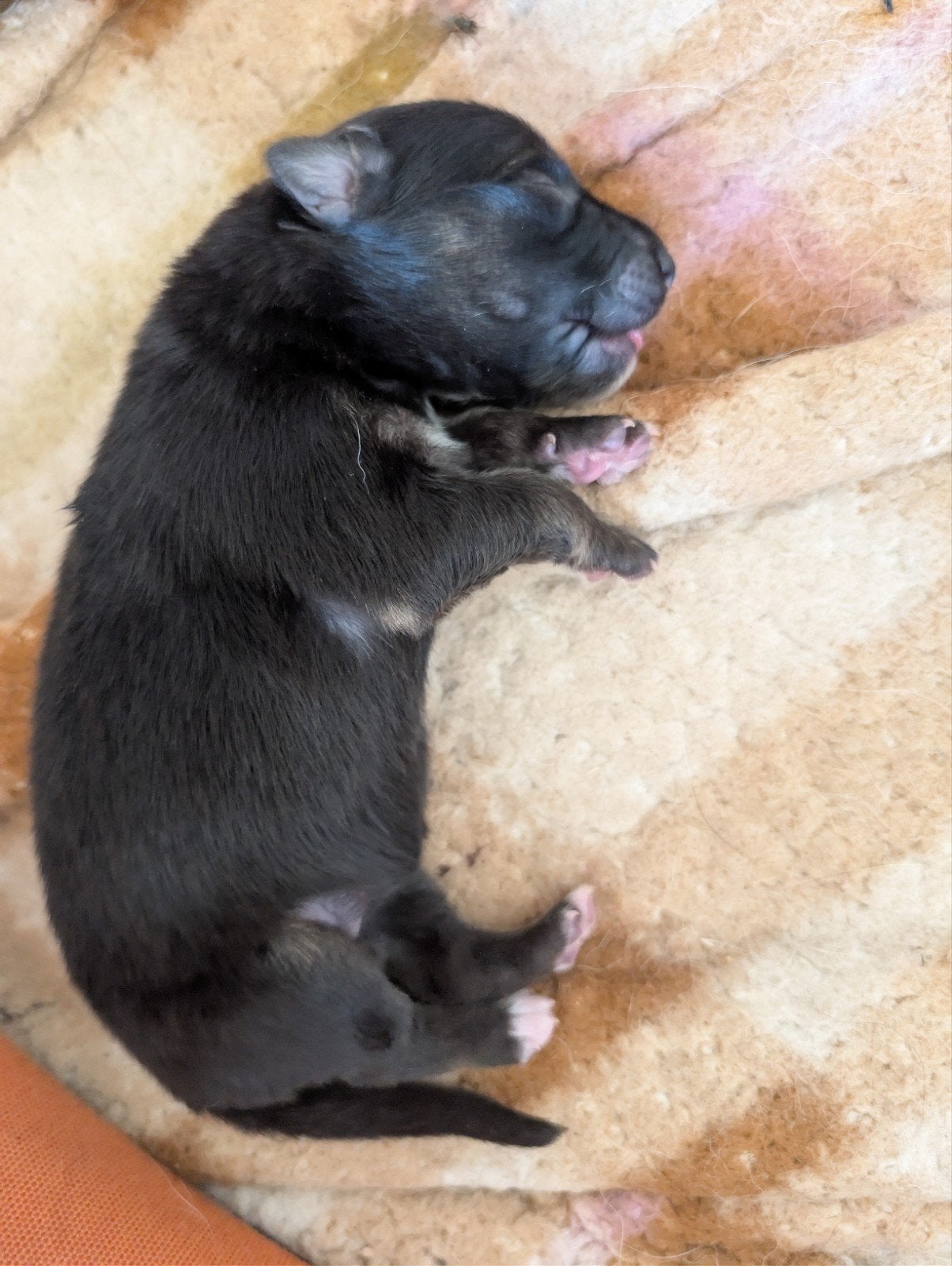 Shollie pups te koop, Parvo, 8 tot 15 weken, Collie, Meerdere