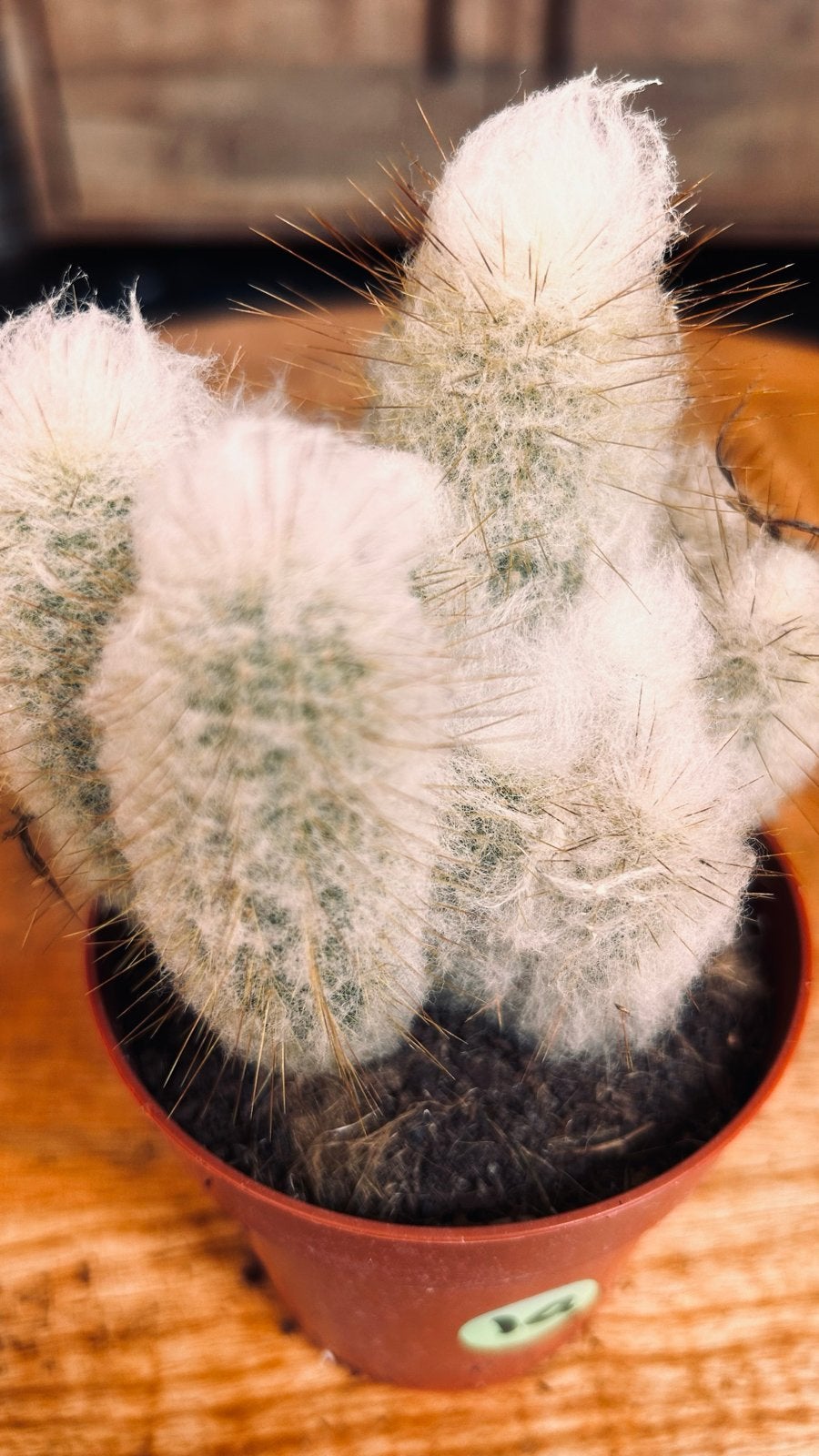 Witte Harige Cactus  10, Tuin en Terras, Volle zon, Vaste plant, Bloeit niet, Ophalen
