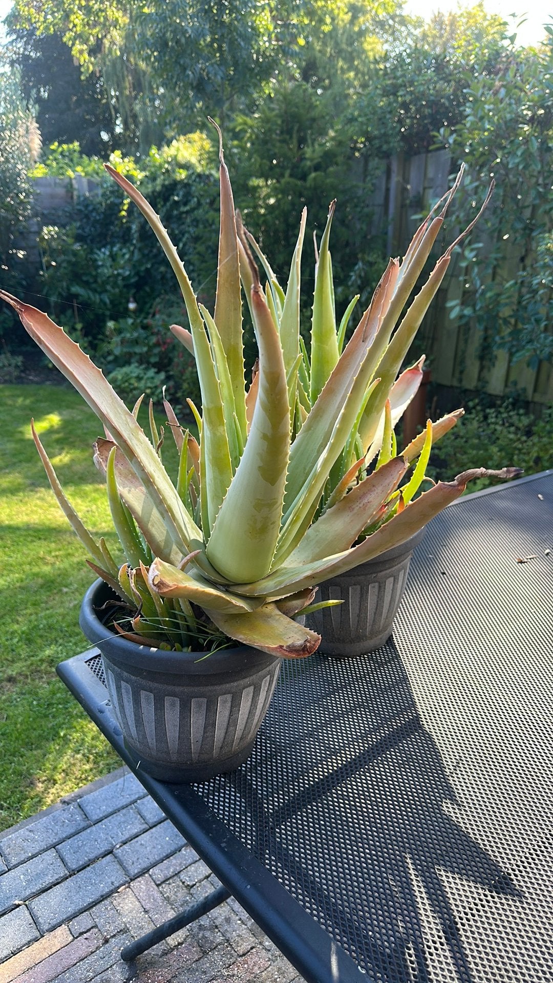 Aloe vera, Volle zon, Vaste plant, Bloeit niet, Ophalen