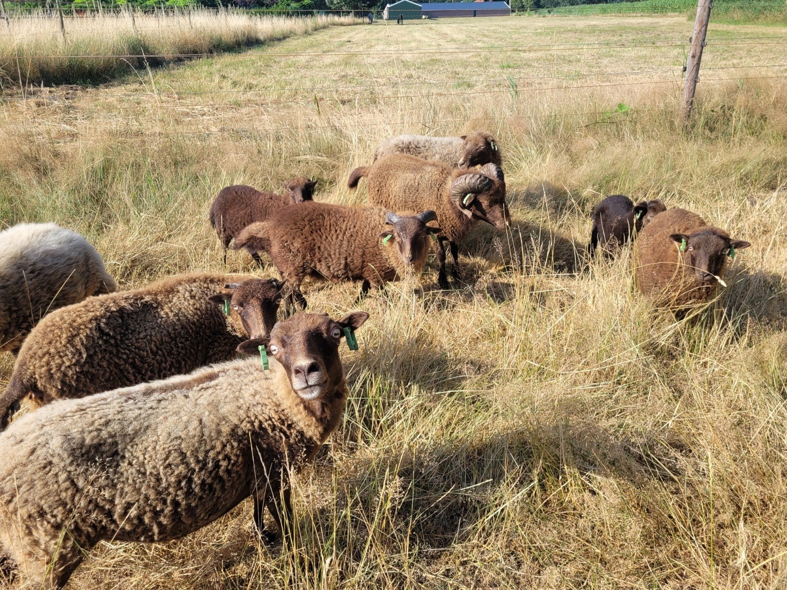 Ouessant lammeren, Mannelijk, Schaap