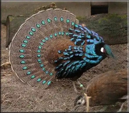 Gezocht opgezette Palawan of Borneo Pauwfazant vogel, Ophalen of Verzenden, Zo goed als nieuw, Vogel, Opgezet dier