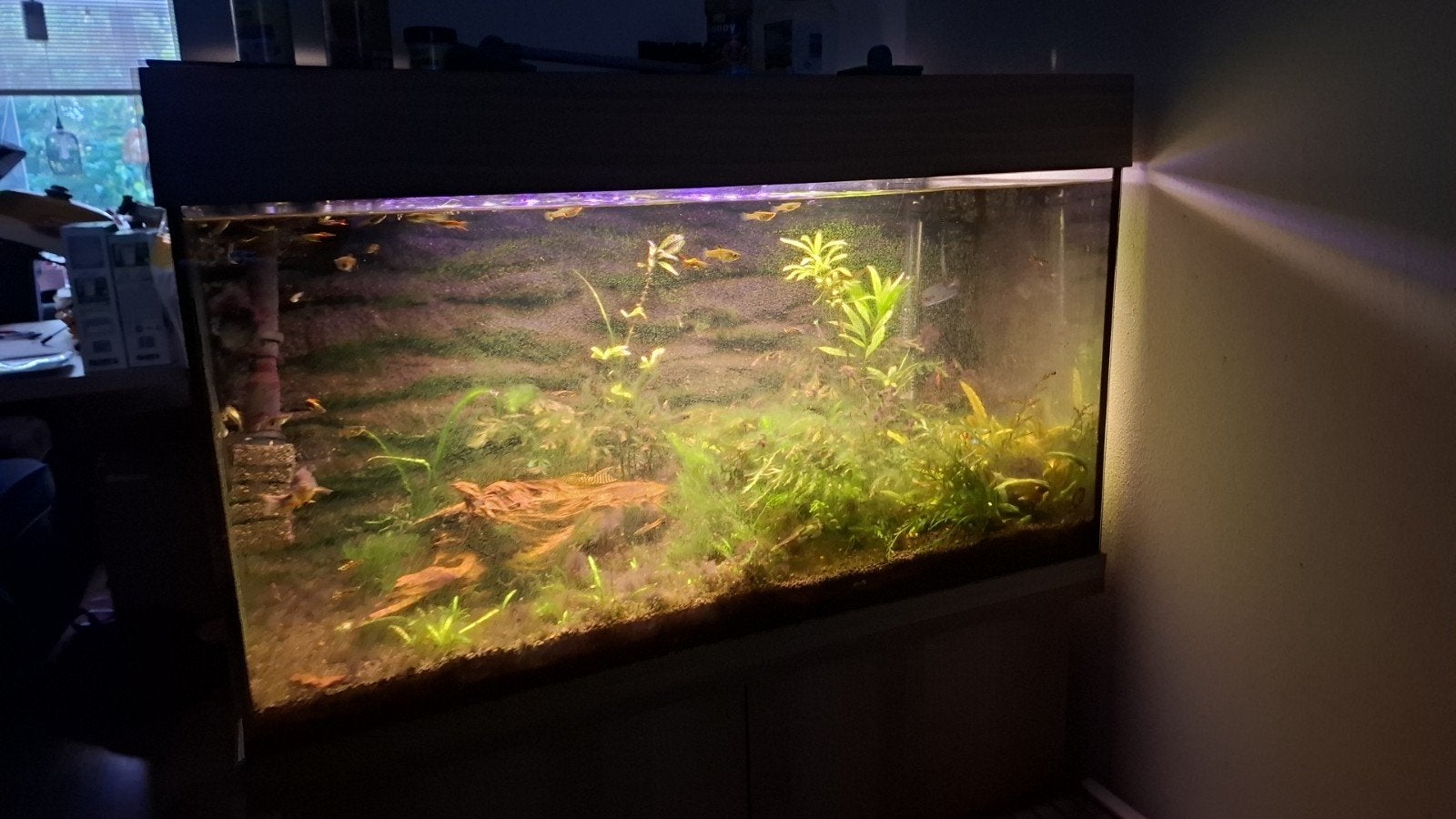 compleet aquarium, Ophalen, Juwel, Inclusief toebehoren, Gevuld zoetwateraquarium