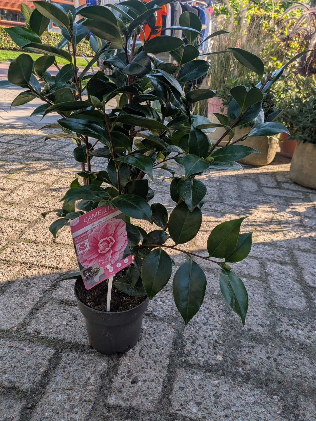 CAMELLIA ‘BONOMIANA’ – €15,- per stuk!, Vaste plant, Halfschaduw, Lente, Ophalen