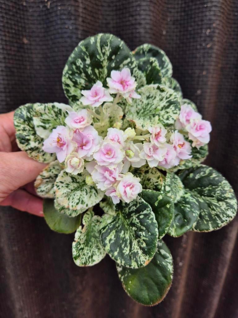 Saintpaulia Watermelon Snow p12 (5)