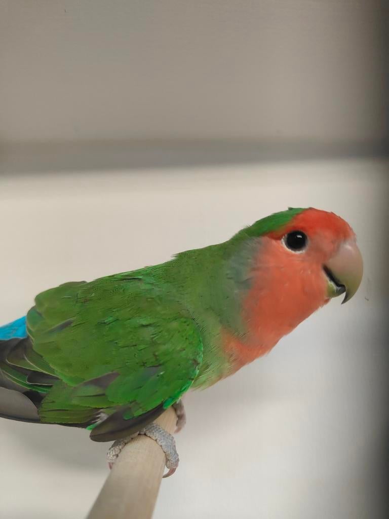 Mooie groene man, Dieren en Toebehoren, Vogels | Parkieten en Papegaaien, Mannelijk, Dwergpapegaai of Agapornis, Geringd
