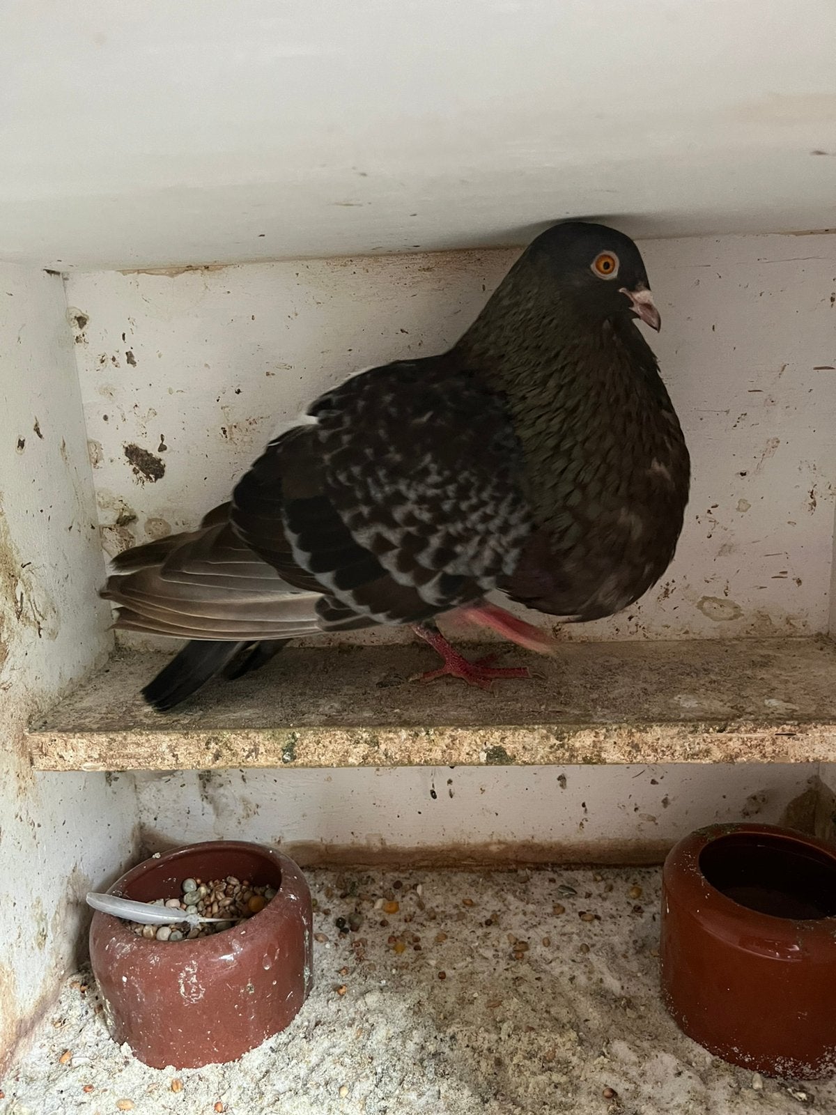 Krasoliebont duivin, Dieren en Toebehoren, Vogels | Duiven, Vrouwelijk, Kropper