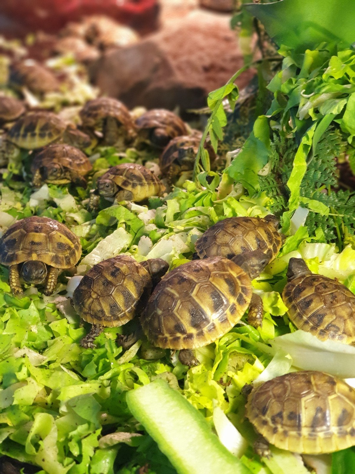 prachtige jonge landschildpadden Tortoise photo 3