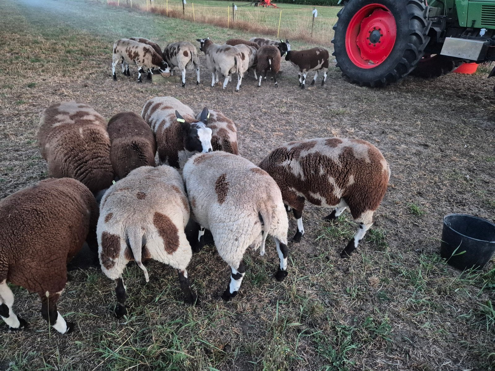 Bonte zwoegervrije ooi en bok lammeren te koop, Dieren en Toebehoren, Schapen, Geiten en Varkens, Meerdere dieren, Schaap, 0 tot 2 jaar