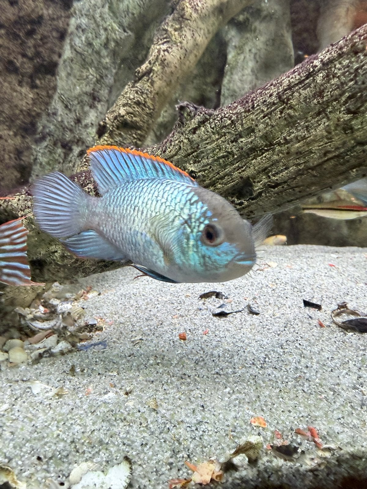 blue acara koppel
