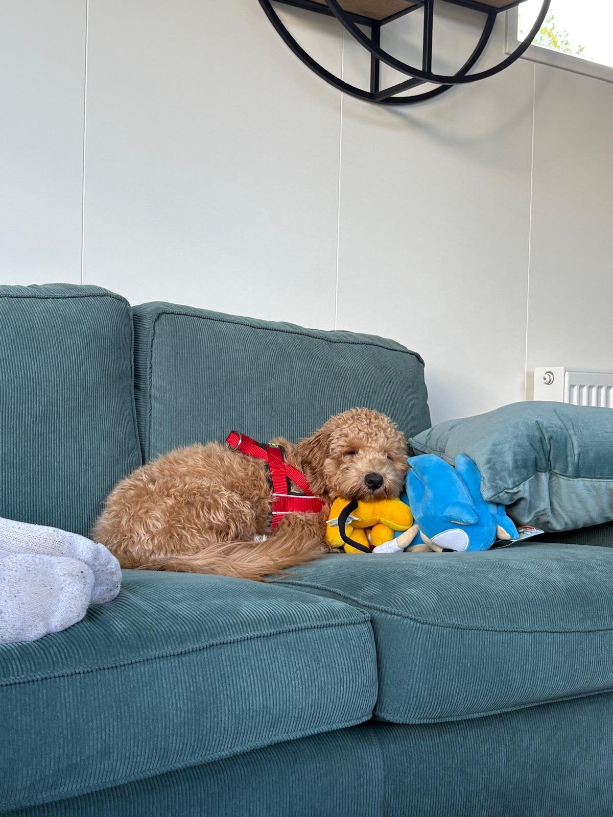 Medium doodle teefje, Dieren en Toebehoren, Honden | Niet-rashonden, Parvo, 1 tot 2 jaar, Teef, Eén hond