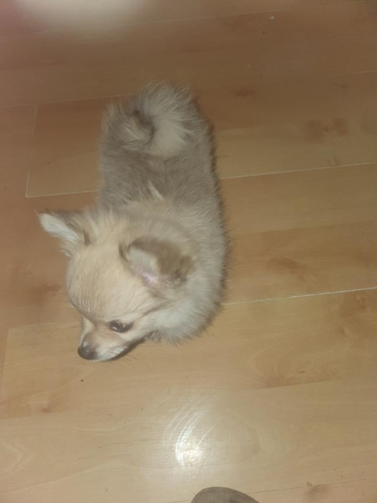Lieve pomchi  teefje  bijna 3mnd zoekt goed tehuis, Overige rassen, 8 tot 15 weken, Teef, Eén hond