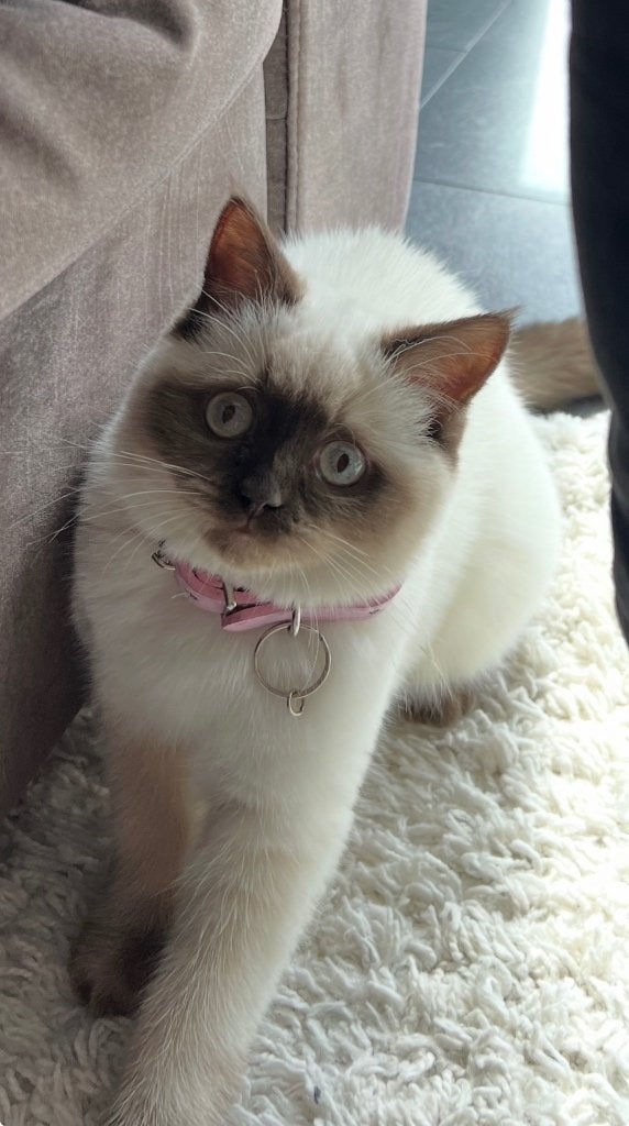 Britse korthaar poes te koop, Dieren en Toebehoren, Poes, Gechipt