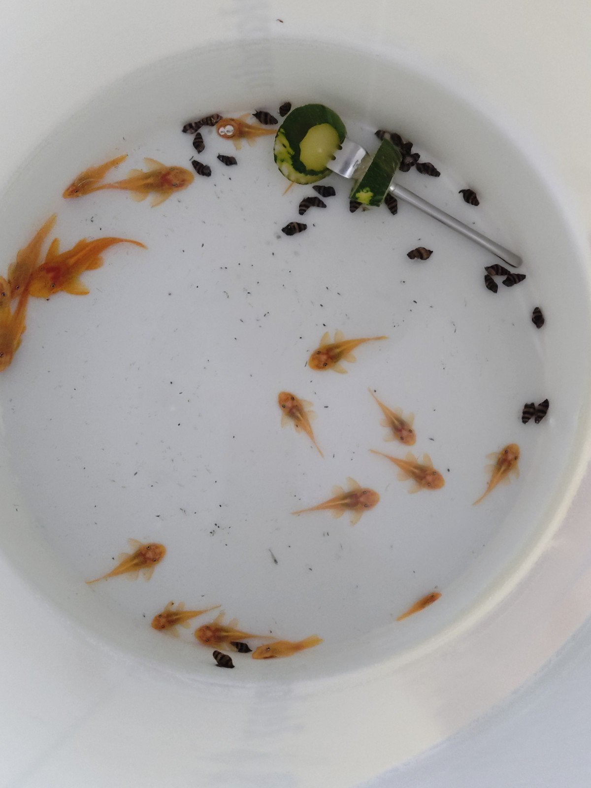Algeneters L144 en Anotoma Helena slakken, Dieren en Toebehoren, Slak of Weekdier, Zoetwatervis