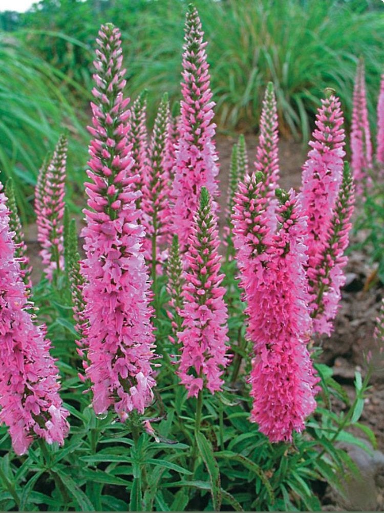 Veronica spicata 'Rotfuchs' (Aarereprijs) vaste plant, Ophalen, Overige soorten, Volle zon