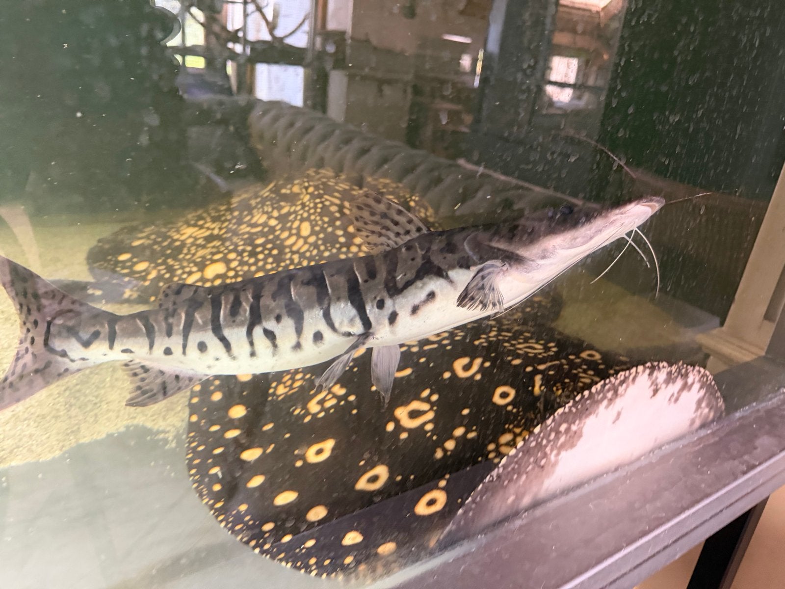 Mooie tijger spatelmeerval van over de 50 cm te koop, Vis
