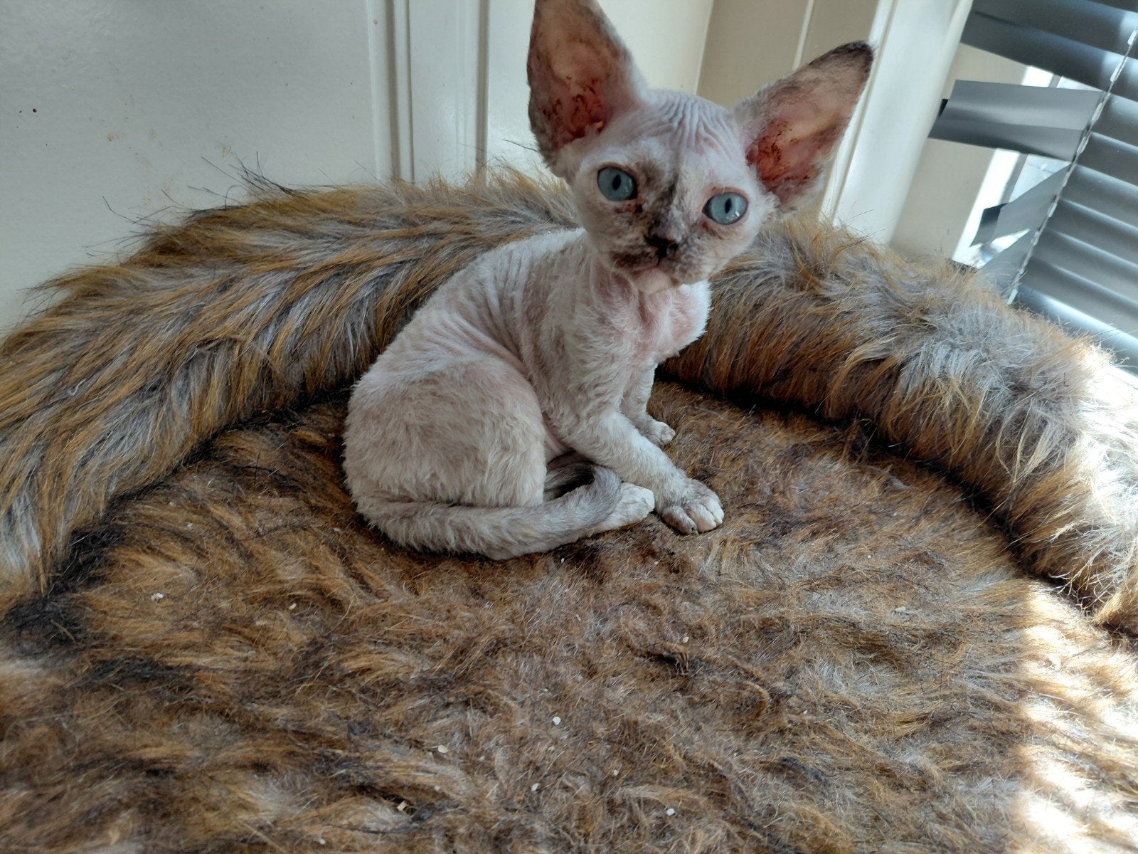 Devon Rex kitten, Poes, Gechipt