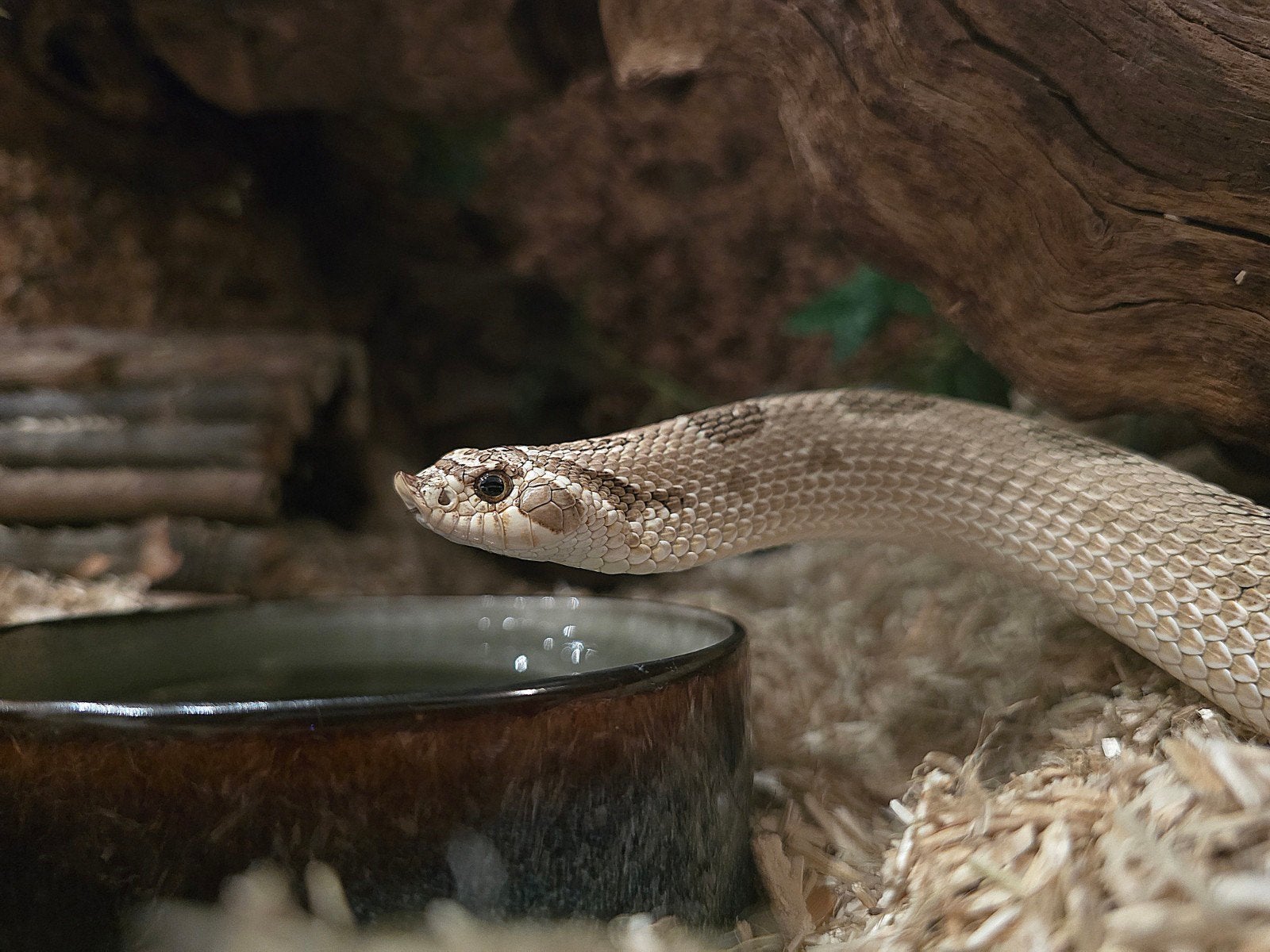 Haakneus Artic Anaconda evt met exoterra bak. Hognose Snake photo 6