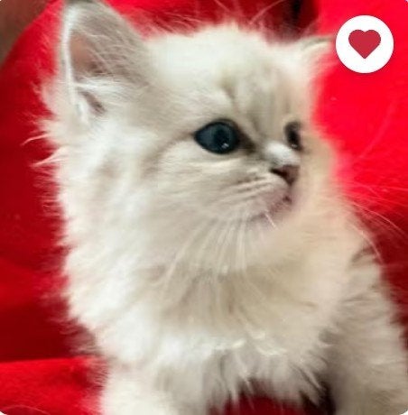 Siberische kittens ❤️ Neva Masquerade️, hypoallergeen, Meerdere dieren, 0 tot 2 jaar