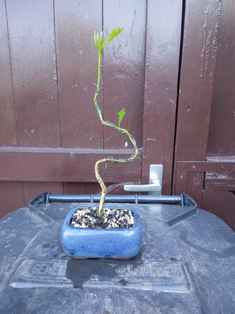 Bonsai, Ophalen, Zo goed als nieuw, Tuin, Aardewerk