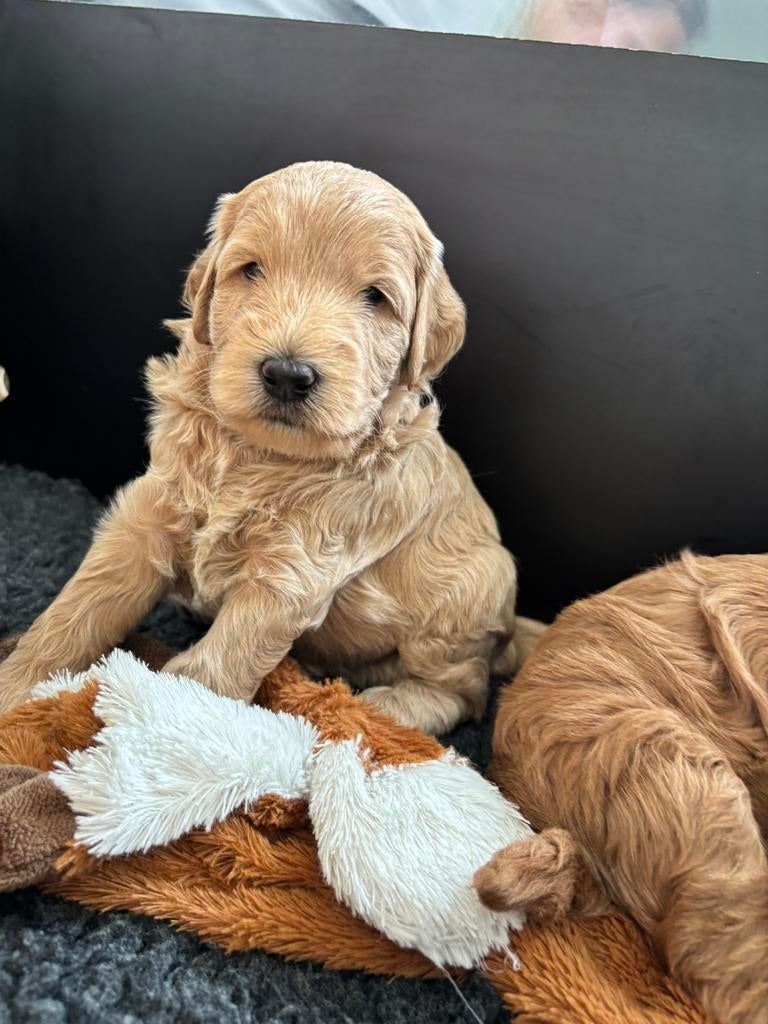 Austalian labradoodle pups, Parvo, Overige rassen, 8 tot 15 weken, Meerdere