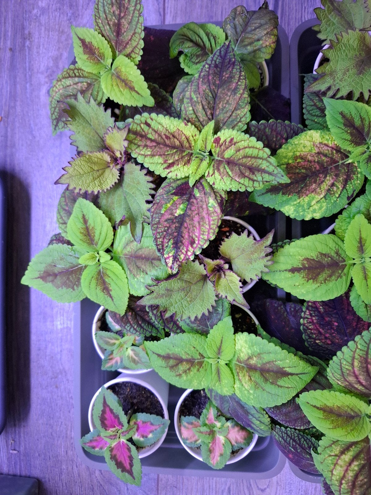 coleus stekjes, Ophalen of Verzenden, Halfschaduw, Minder dan 100 cm