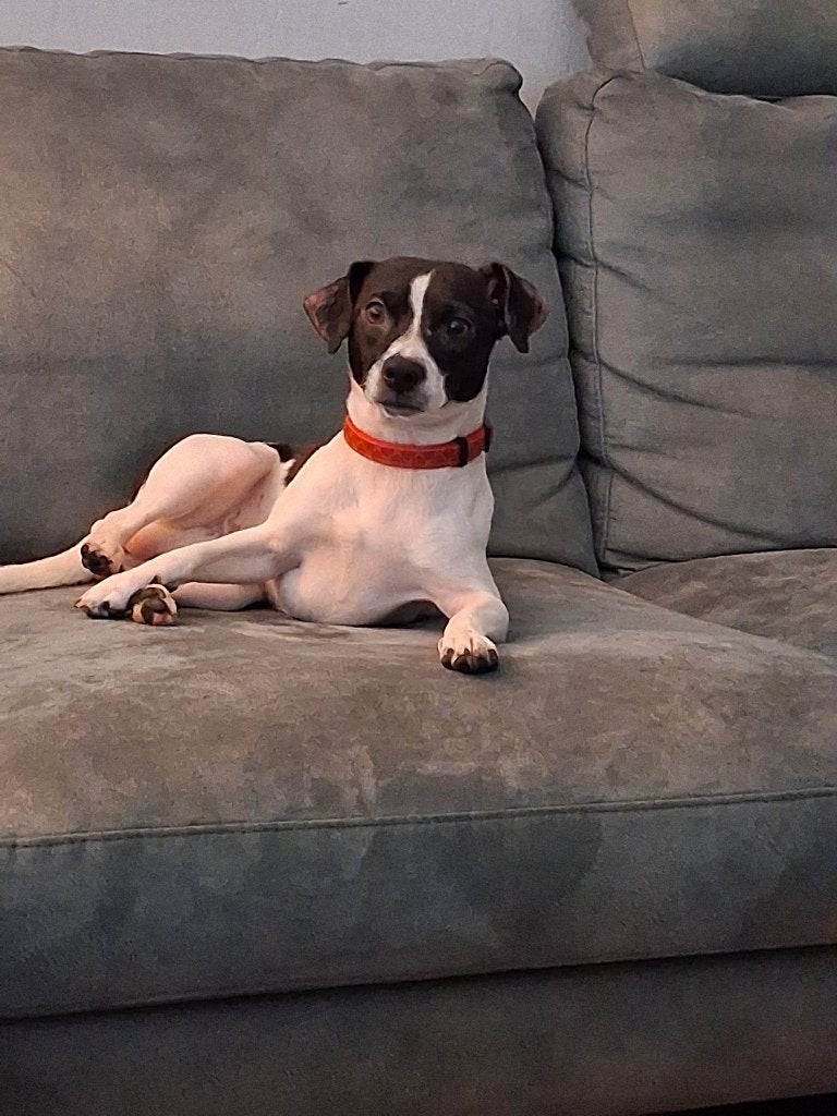 Jack russell kruising, Jack Russell Terriër, Reu, 1 tot 2 jaar, Parvo