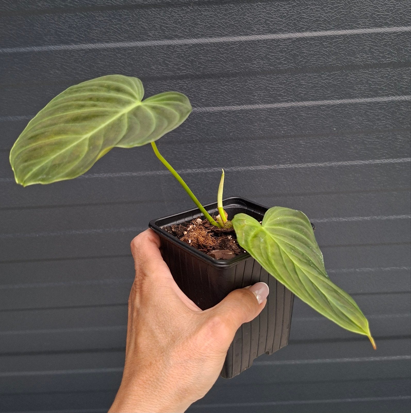 Philodendron Splendid, Ophalen