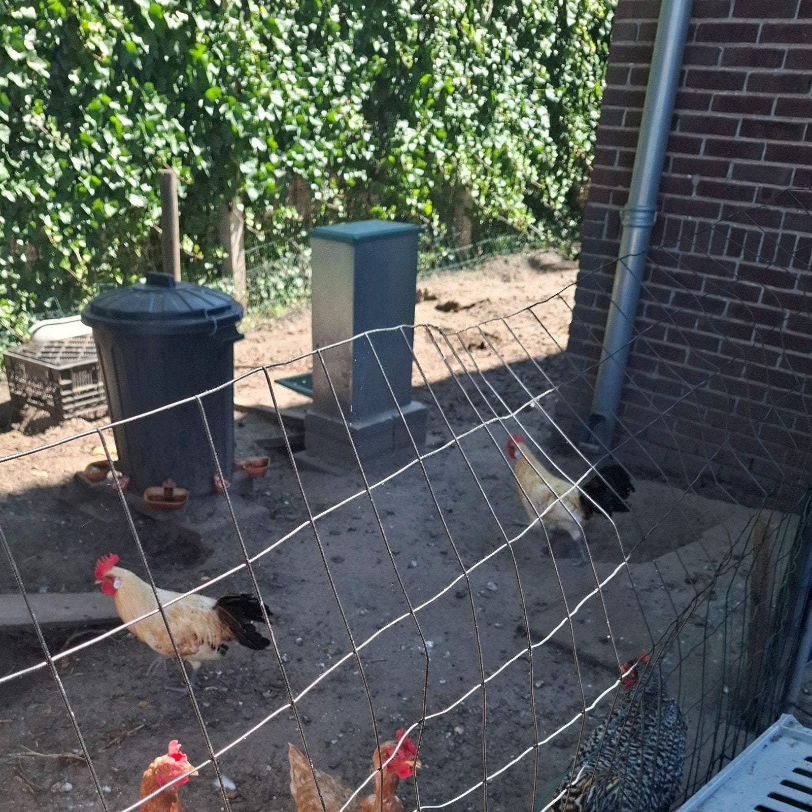 Jonge haan friese hoen, Mannelijk, Kip