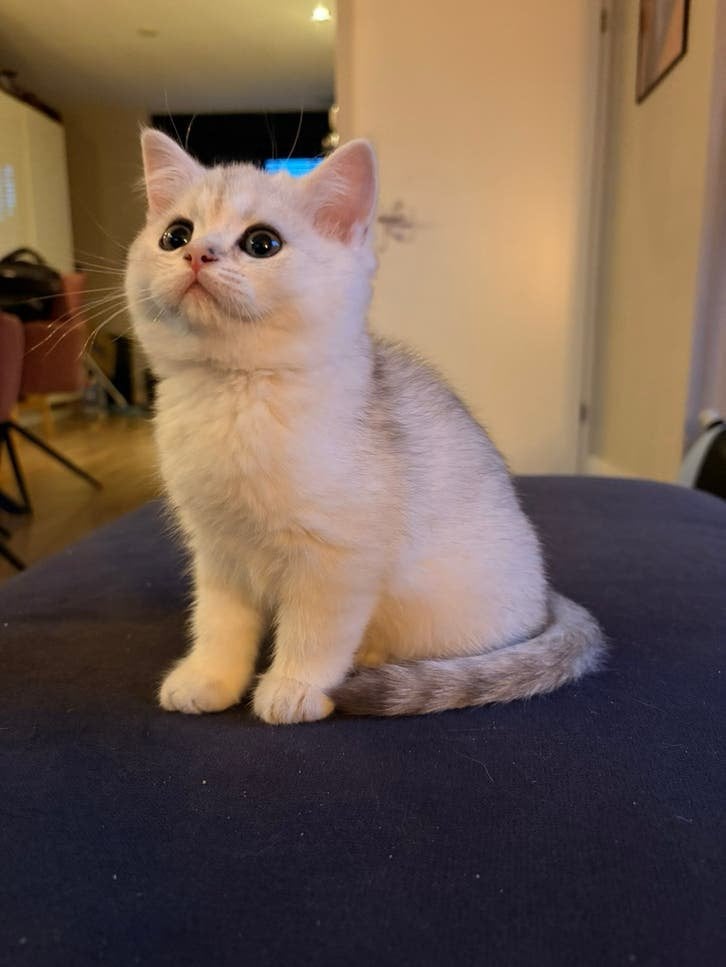 Brits korthaar kittens - nog 1 beschikbaar!, Meerdere dieren, Kortharig, 0 tot 2 jaar
