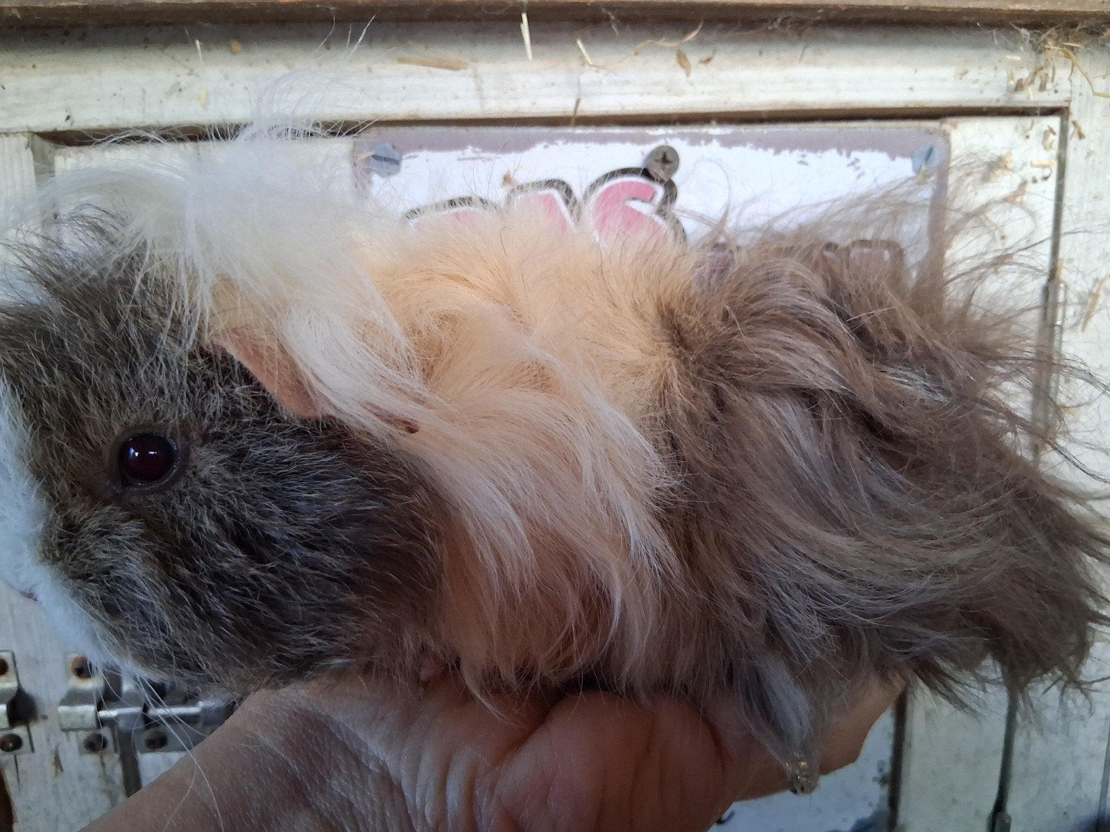 Tk mooi jong zeugje, Dieren en Toebehoren, Cavia, Juni, Vrouwelijk, Tam