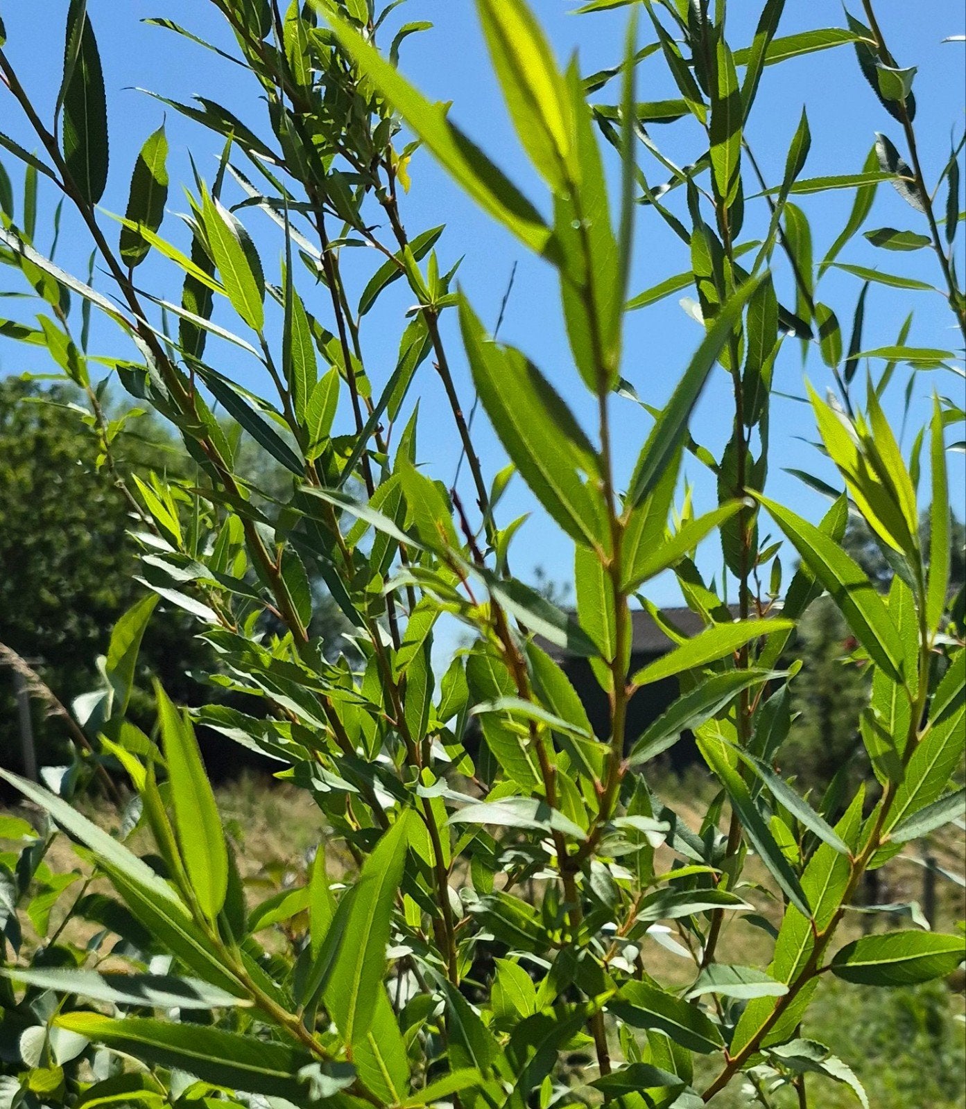 Amandelwilg / Salix triandra, 150 cm, in kweekpot, Ophalen of Verzenden, Overige soorten, Minder dan 100 cm