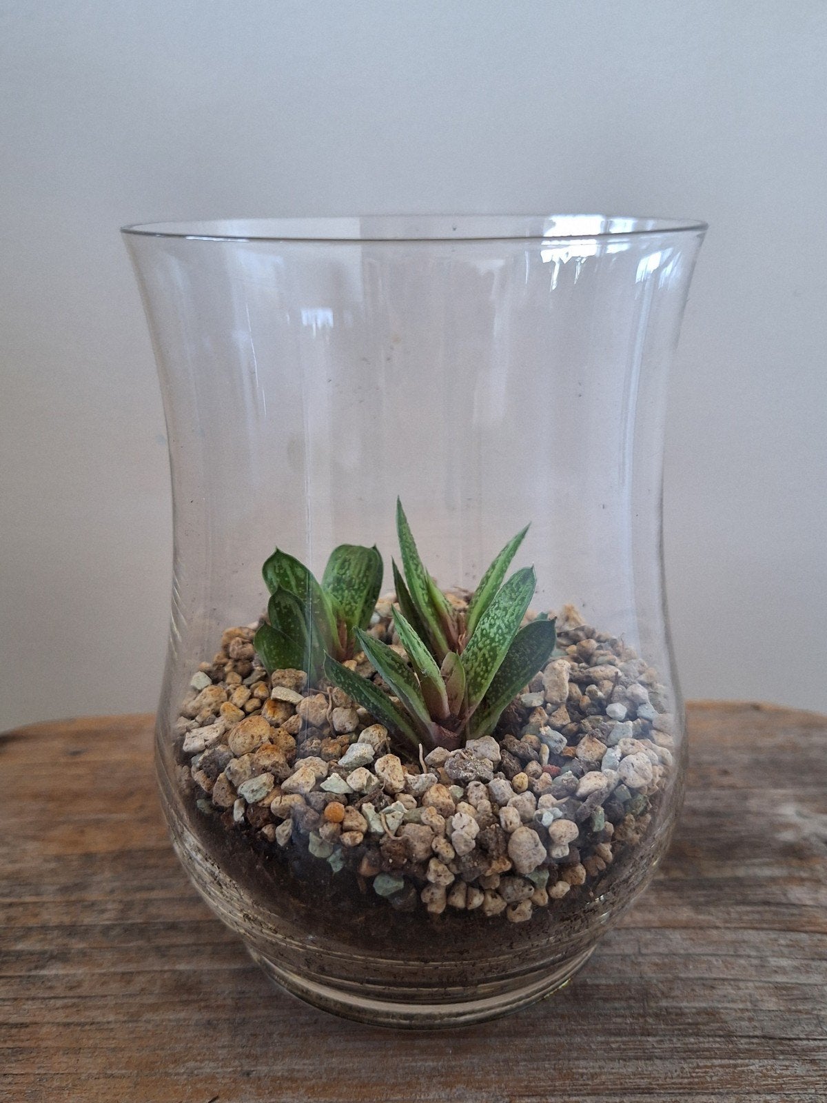 3 Gasteria ‘Little Warty’ stekjes in glas, Ophalen, Volle zon, Minder dan 100 cm