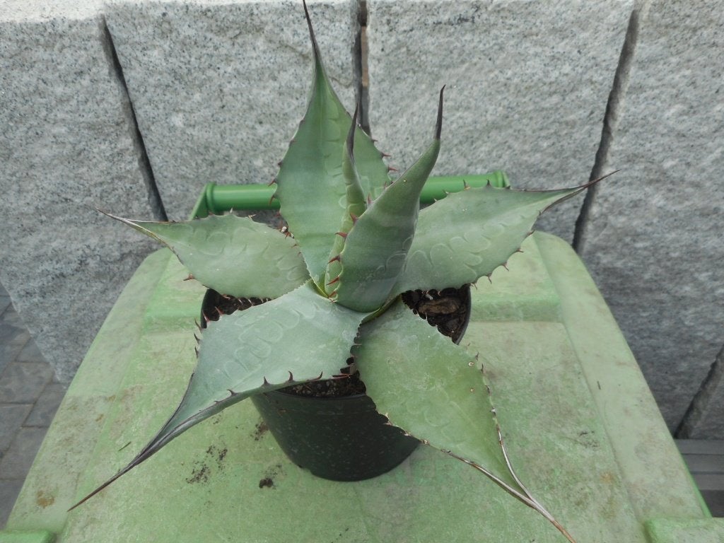 Planten, Tuin en Terras, Overige soorten, Volle zon, Vaste plant, Ophalen of Verzenden