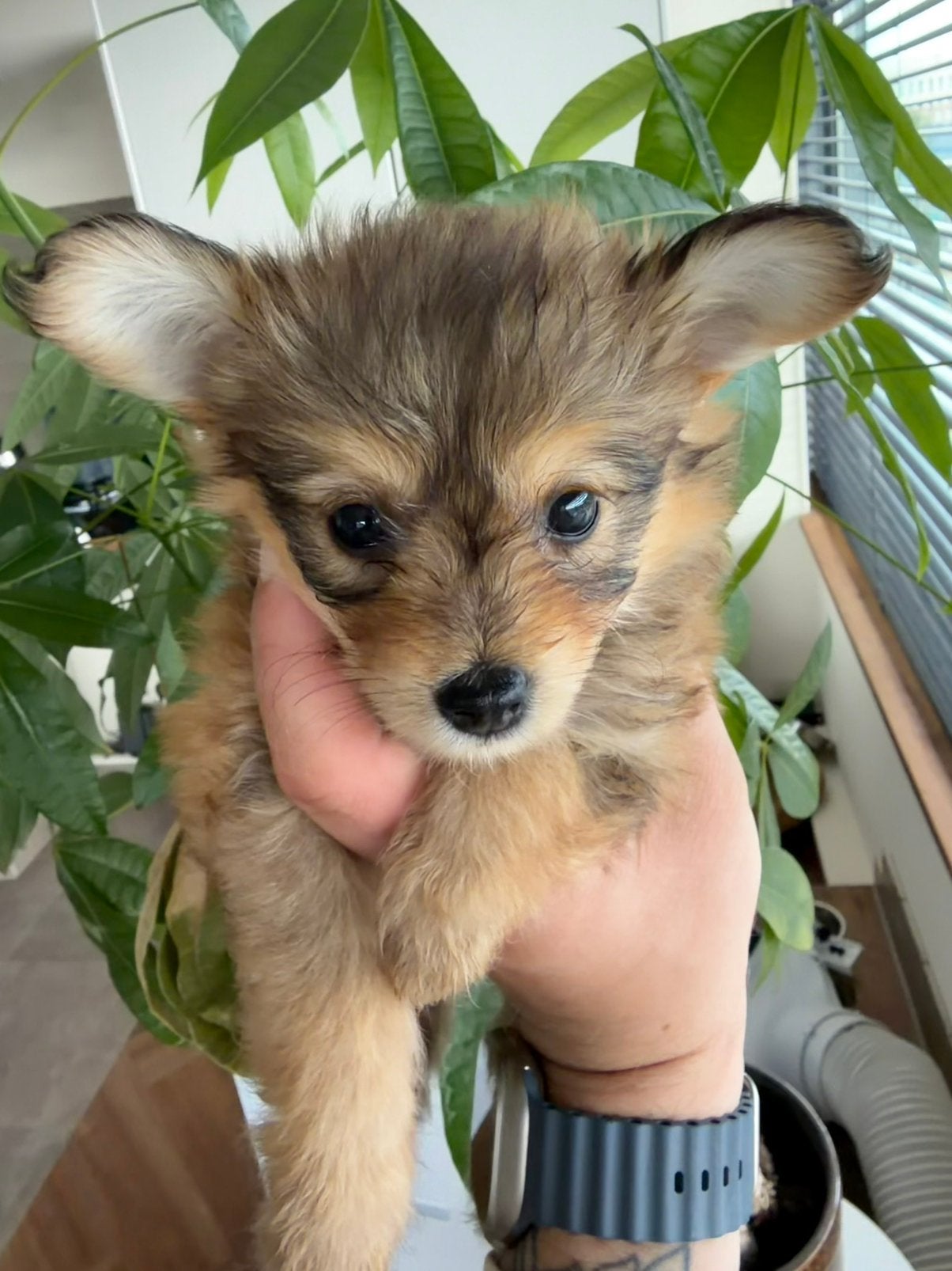 1x Toypoodle x Pomeriaan teefje 8Weken Oud Mag Weg Op 2 Aug, Meerdere, Nederland, Particulier, Reu