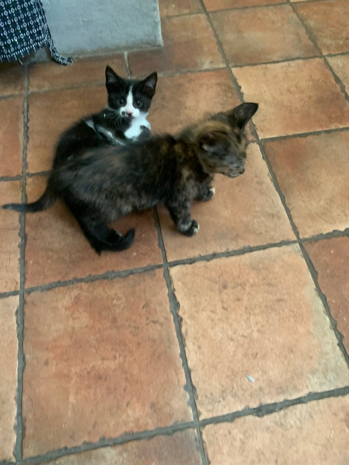 Kittens