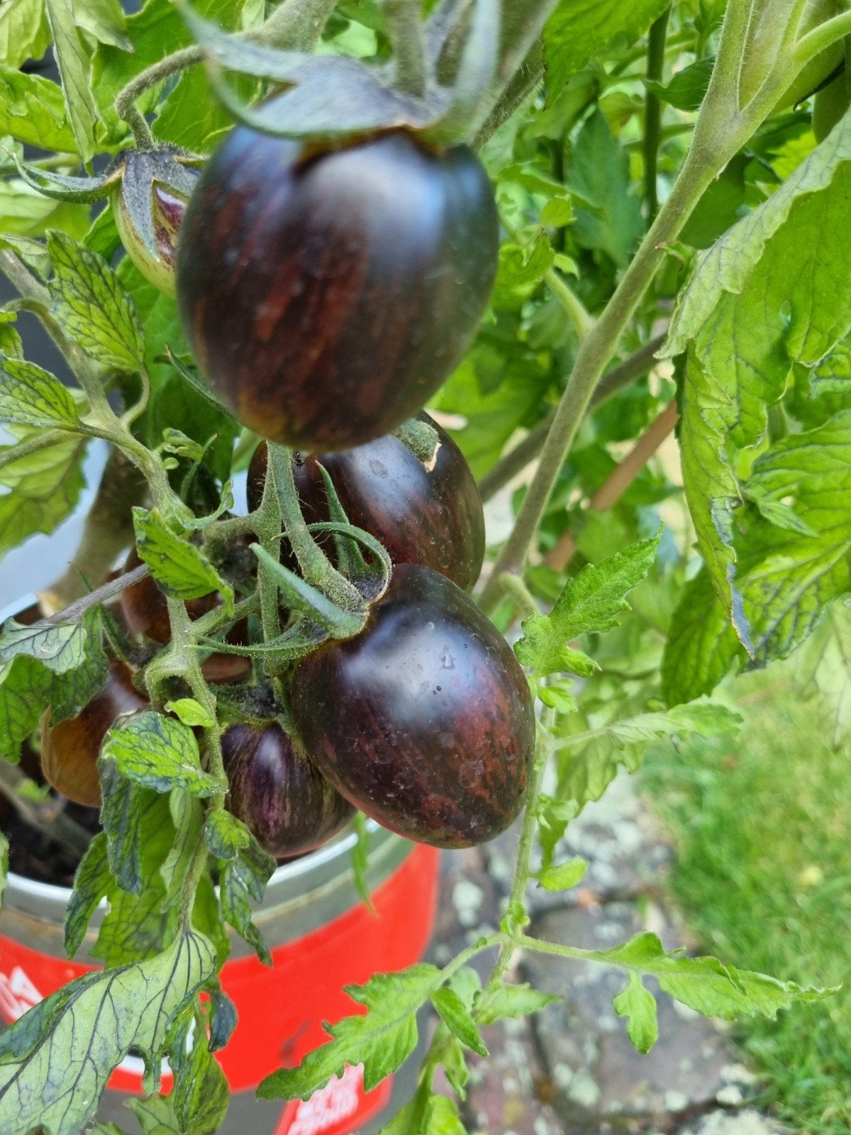 Bio Zaden Brad's Atomic Grape Tomaat, Tuin en Terras, Ophalen of Verzenden, Volle zon