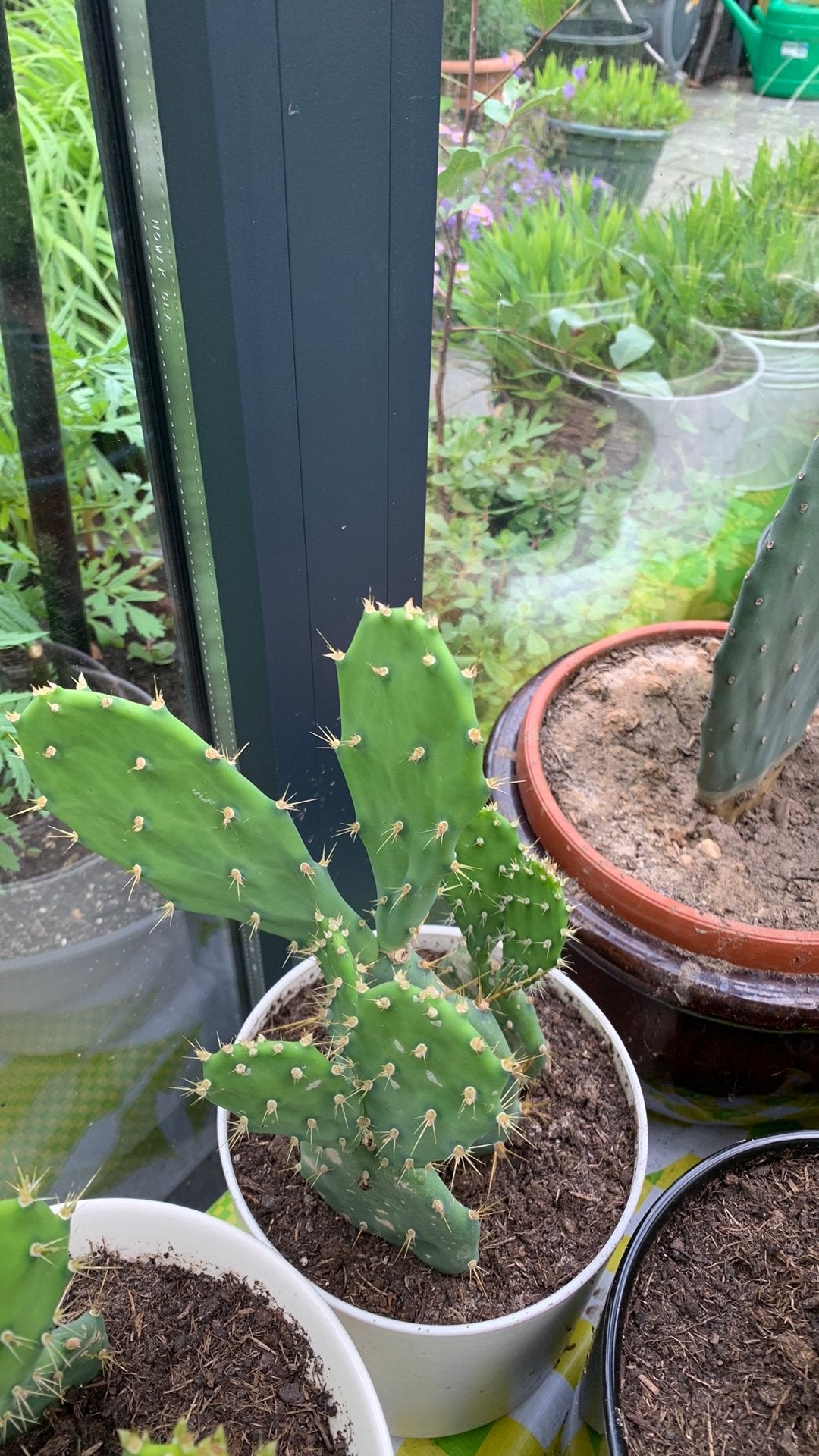 Cactusplant met pot €10, Huis en Inrichting, Kamerplanten, Ophalen, Halfschaduw, Minder dan 100 cm