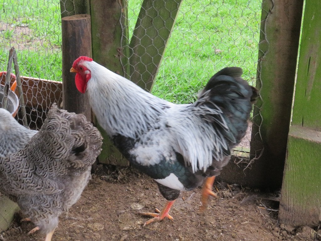 toompje wyandotte meerzomig zilver patrijs krielkippen, Meerdere dieren, Kip