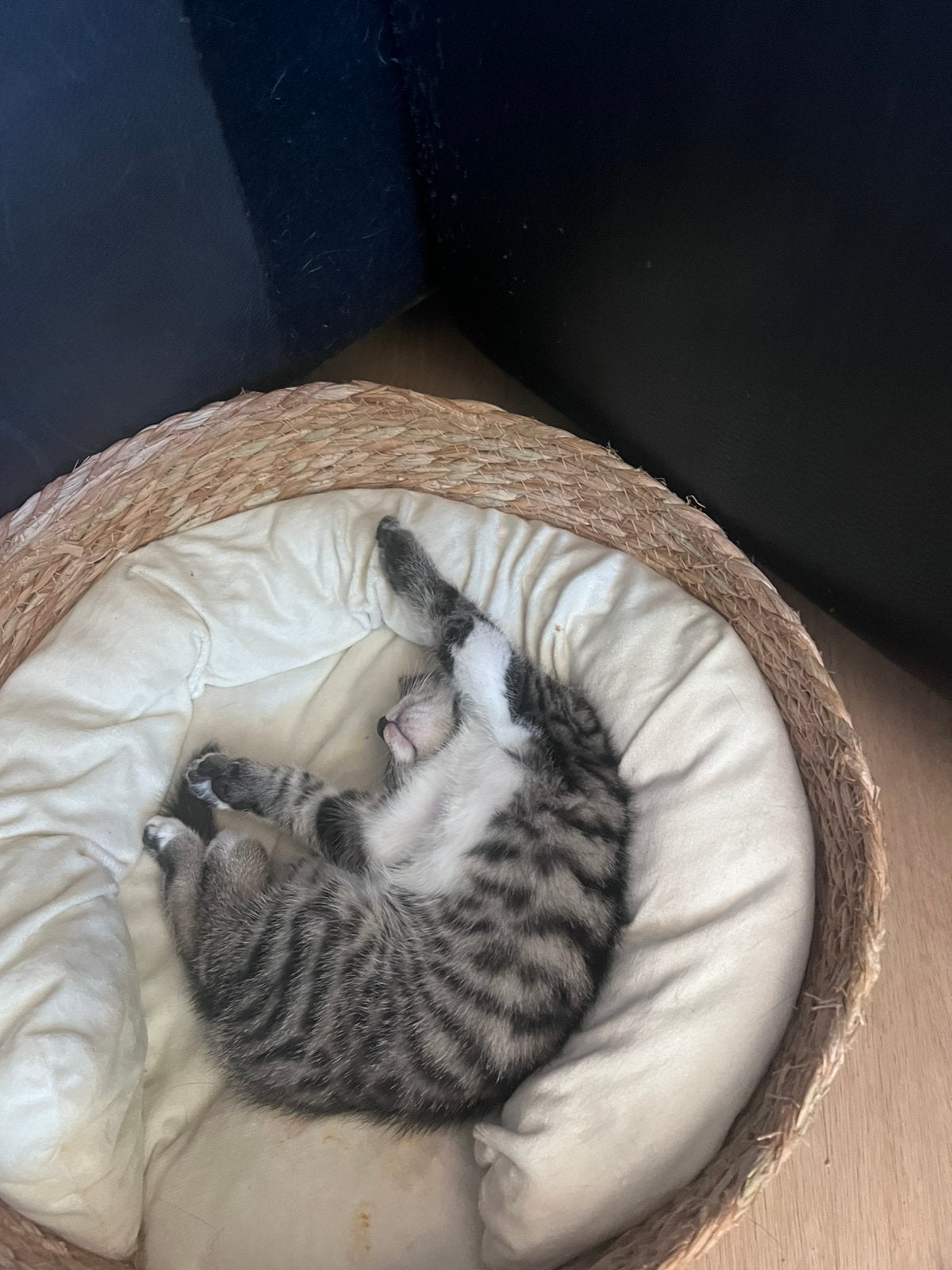 Prachtige half-Bengaal kittens– Gechipt, geënt + paspoort, Dieren en Toebehoren, Meerdere dieren, Gechipt, 0 tot 2 jaar