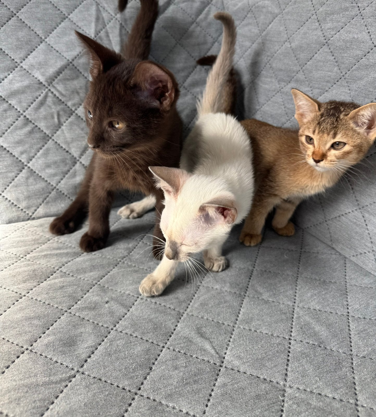 Prachtige, sociale Abessijn kittens, Meerdere dieren, Ontwormd, 0 tot 2 jaar