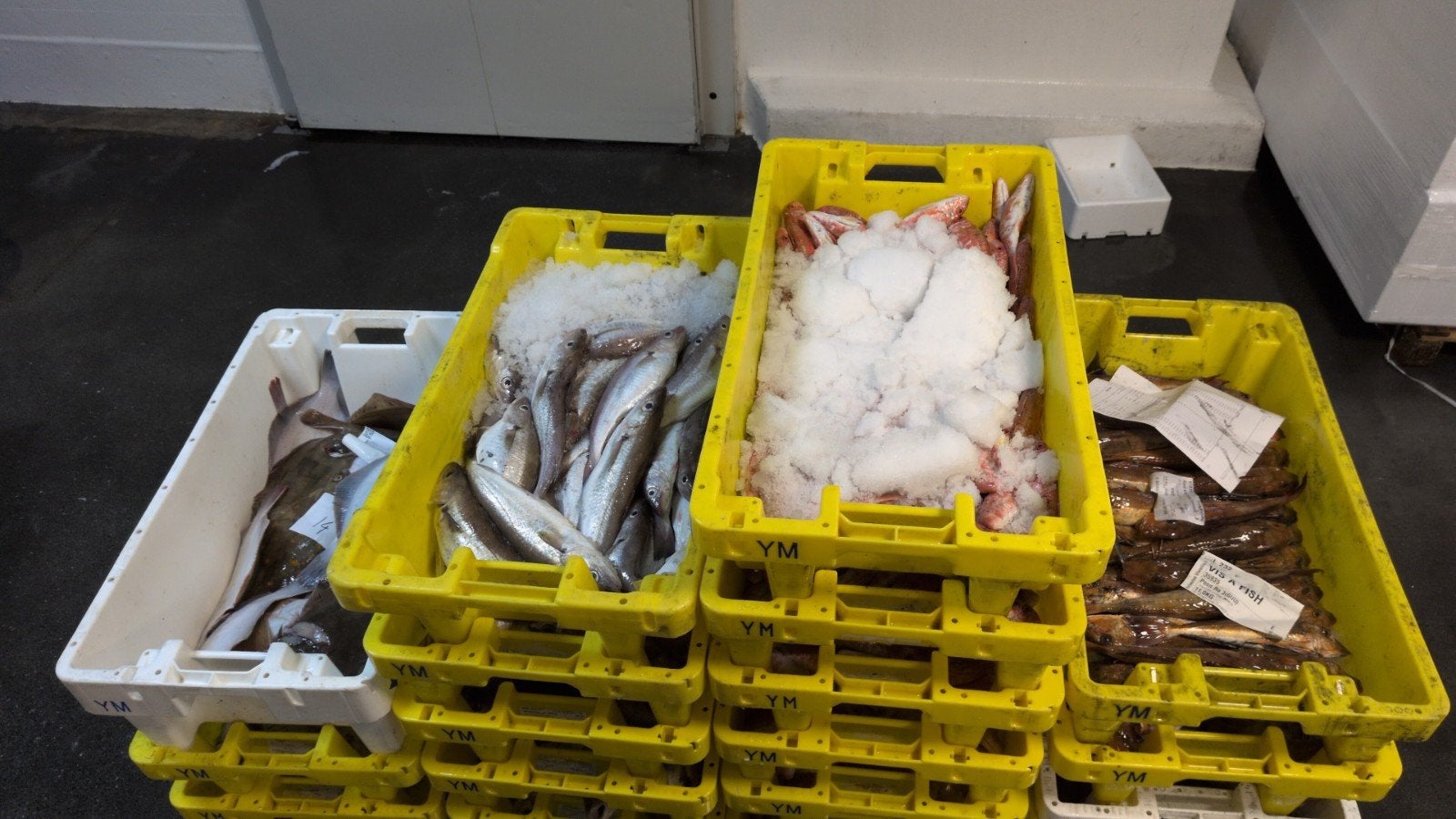 Verse Vis & Filet voor Horeca, retail & Groothandel, Diversen, Levensmiddelen, Ophalen of Verzenden