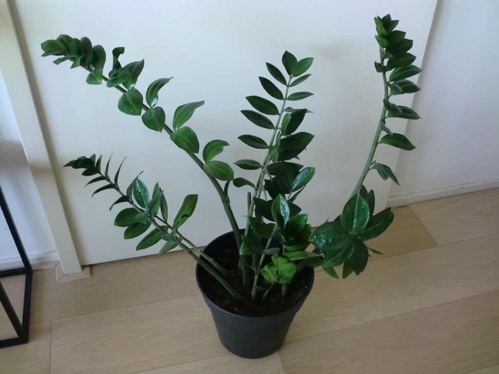 Hoge ZZ plant, Zamioculcas Zamiifolia, Huis en Inrichting, Kamerplanten, Ophalen, Overige soorten, Halfschaduw, Minder dan 100 cm