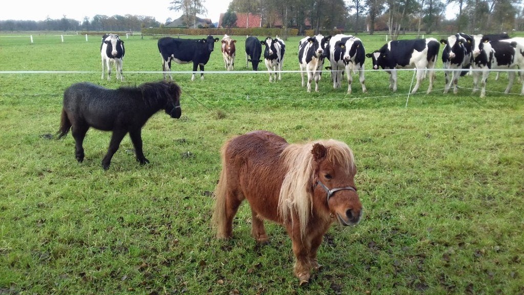 Gezocht Agrarisch Landbouw Vee Pk Tractor Onderdelen IHC MF, Ophalen, Gebruikt, Springen