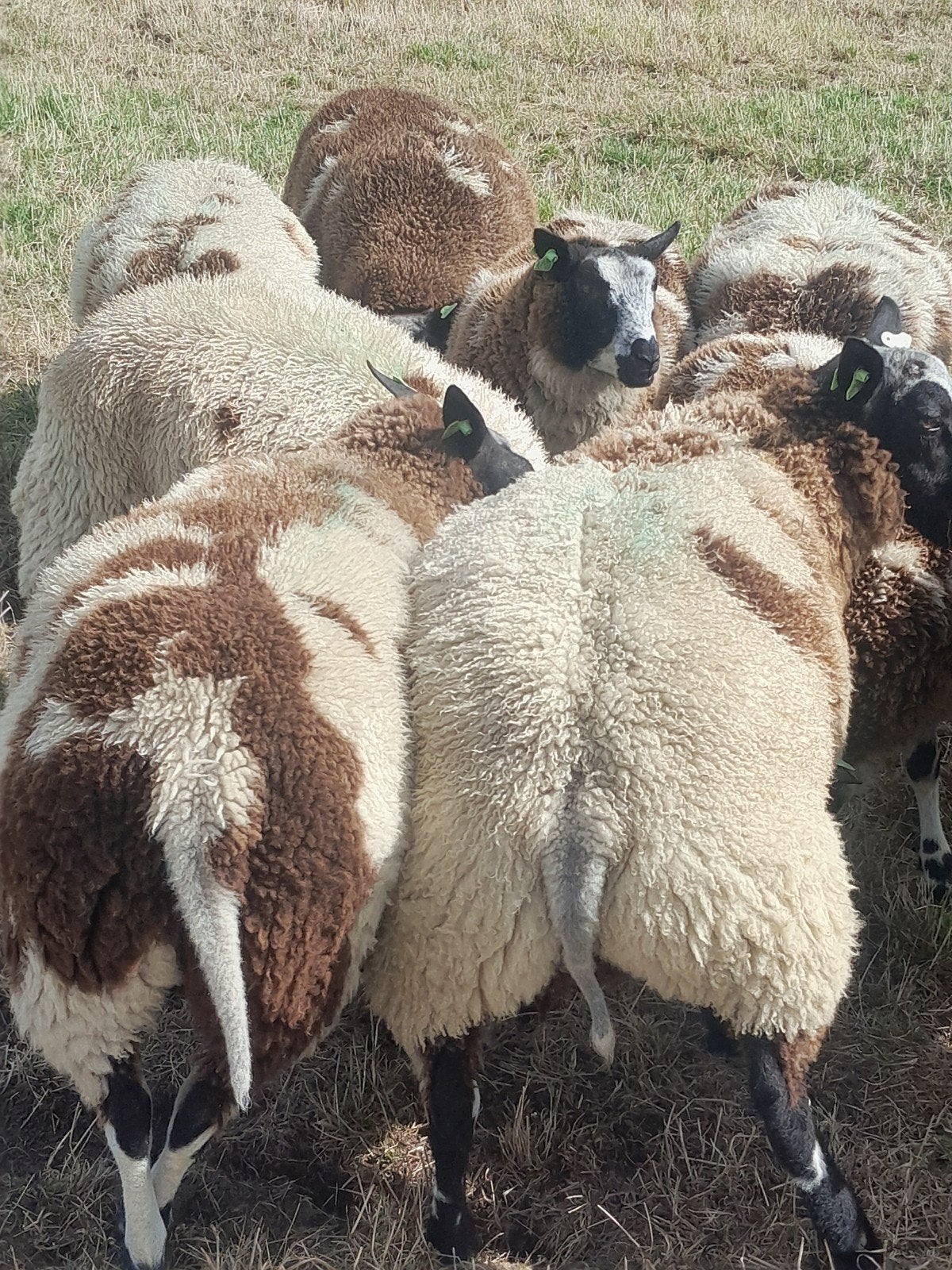 bonte ooien, Dieren en Toebehoren, Vrouwelijk, Schaap