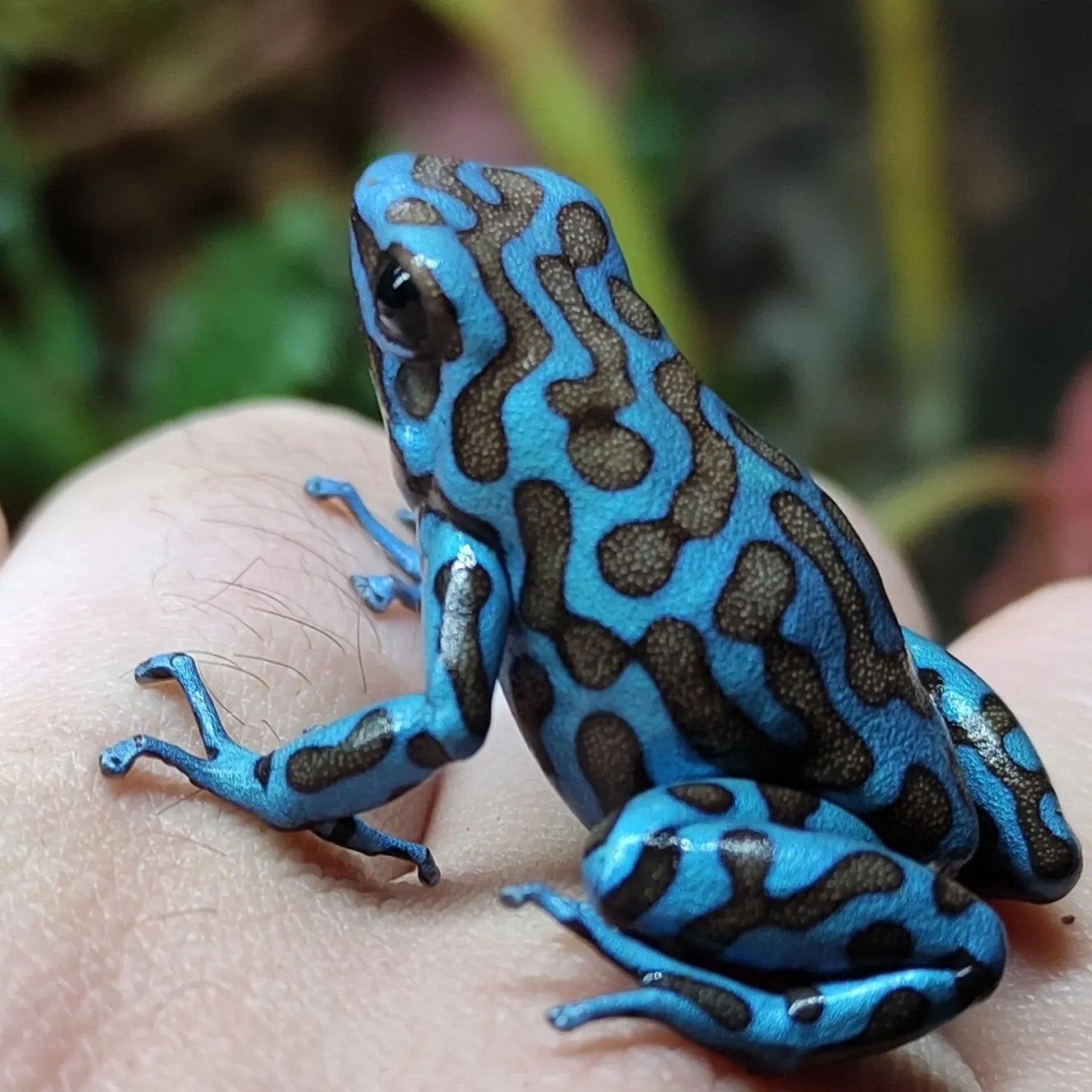 Dendrobates auratus 'La Coca' Frog photo 2